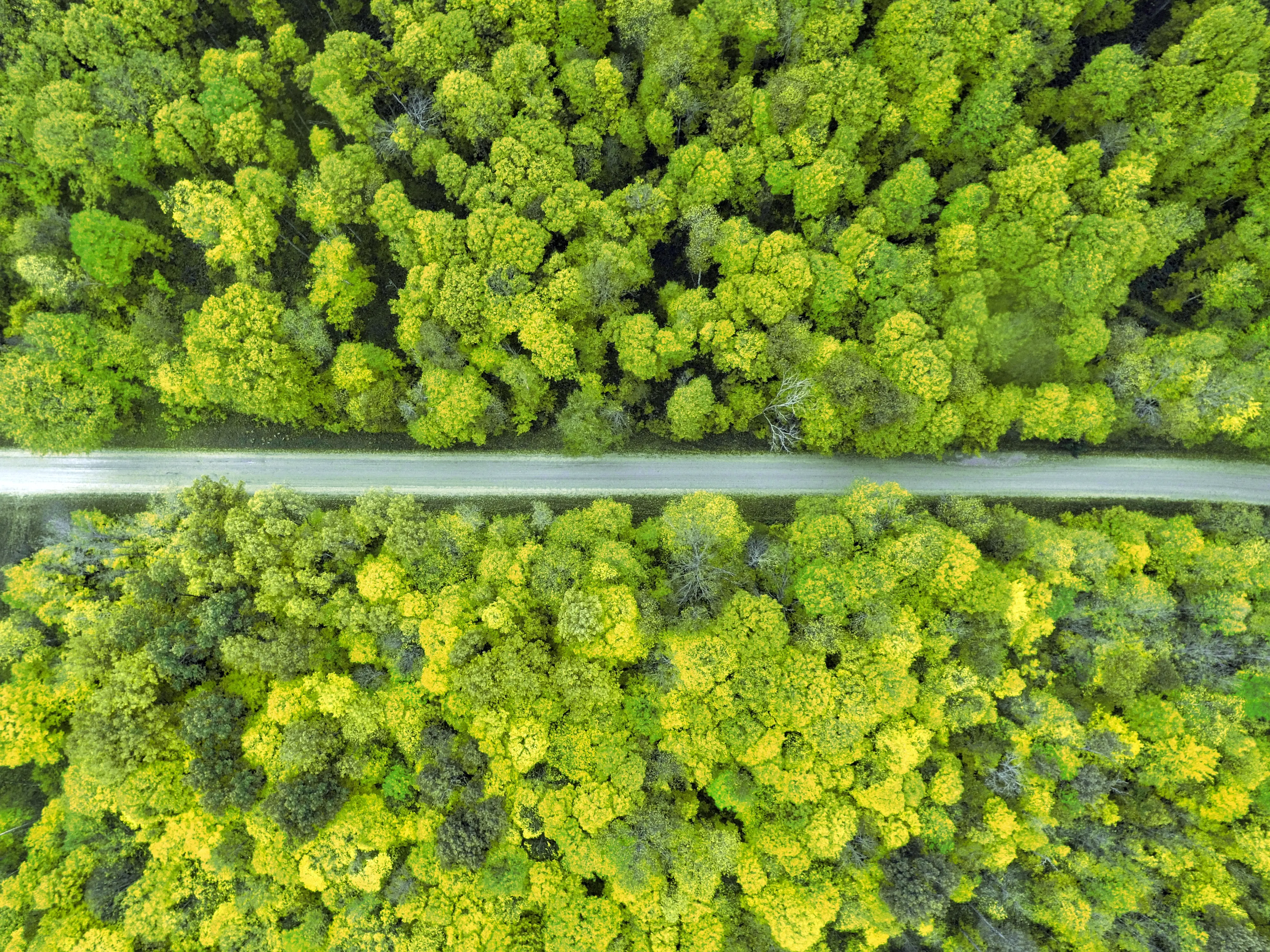 spring forest